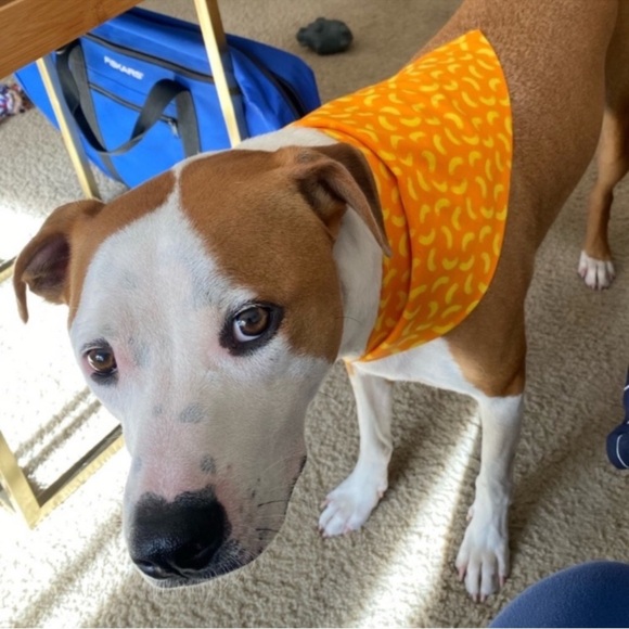 Reggie in Bowties | Pet Bandana In Red - Picture 12 of 12